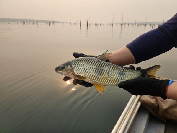 Itaipú recupera 3 especies de peces nativos del Paraná - ADN Digital