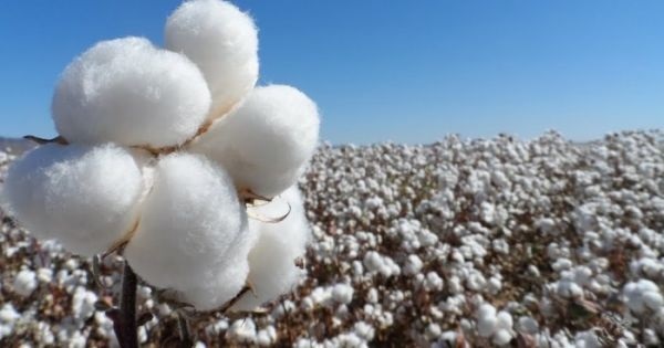 Exportación de algodón creció 63% en 2024, impulsada por el Chaco