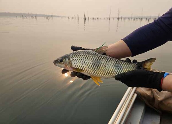 Itaipú avanza en el conocimiento de las rutas migratorias de los peces gracias a la ciencia ciudadana | DIARIO PRIMERA PLANA