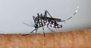 La Nación / Estas son las cinco plantas repelentes de mosquitos