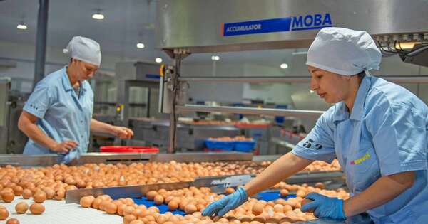 La Nación / Motivados por un nuevo año, Avipar espera superar producción del 2024