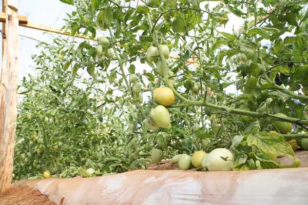 Ministro del MAG plantea apoyo financiero para agricultores por sequía prolongada