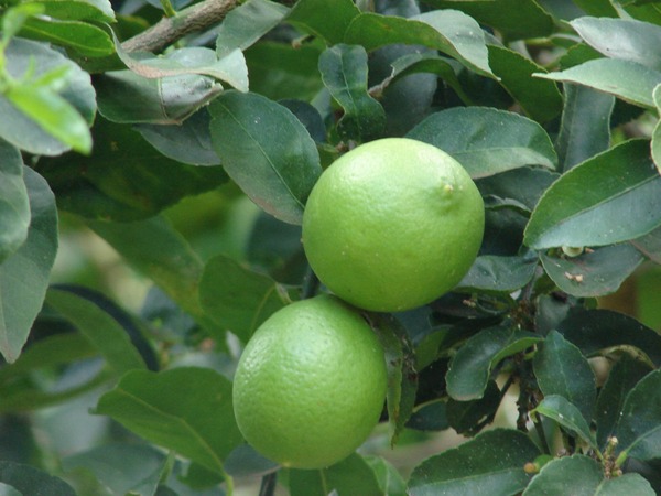 Primera exportación de "Limón Tahití" a Argentina - 1000 Noticias