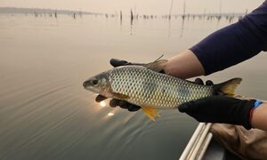 Itaipú avanza en el conocimiento de las rutas migratorias de peces, gracias a los pescadores – Diario TNPRESS