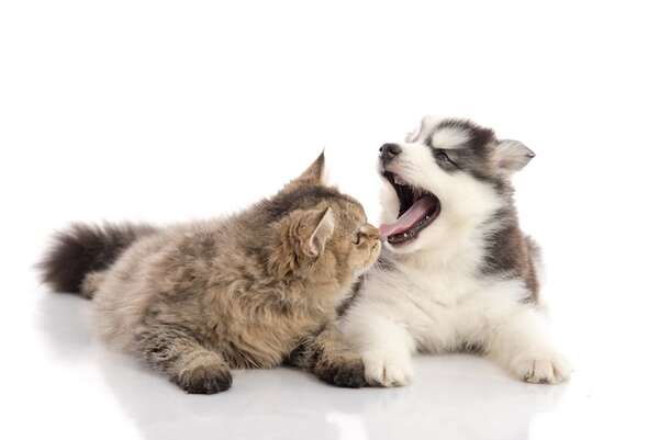 Causas del mal aliento en perros y gatos: desde problemas dentales hasta enfermedades graves - Mascotas - ABC Color