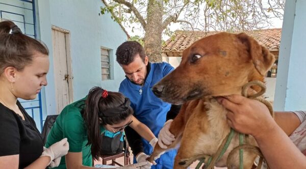 Diagnóstico gratuito de leishmaniasis canina