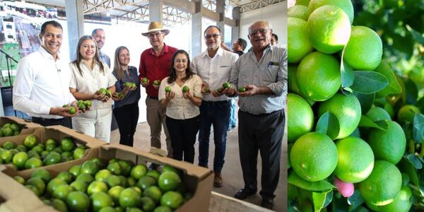 UN NUEVO RUBRO SE SUMA A LA EXPORTACIÓN: LIMÓN TAHITÍ PRODUCIDO EN PARAGUAY RUMBO A LA ARGENTINA - Itapúa Noticias