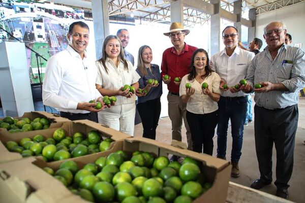 El limón tahití se convierte en nueva apuesta de la agricultura familiar paraguaya para exportación - El Trueno