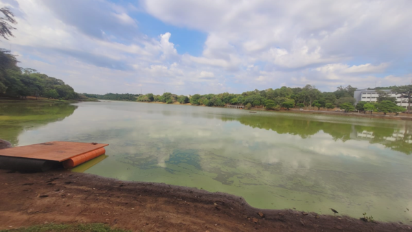 Sequía y altas temperaturas tiñen de verde el lago de la República en CDE