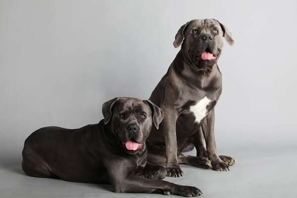 Conocé al perro Mastín italiano o Cane Corso, una raza imponente - Mascotas - ABC Color