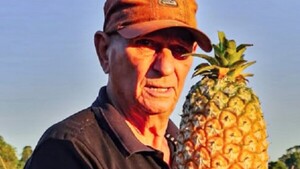 Dulces piñas son el orgullo de productor de Obligado