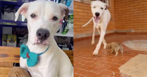 La Nación / Mortadela y Paladar, las mascotas paraguayas que conquistaron TikTok