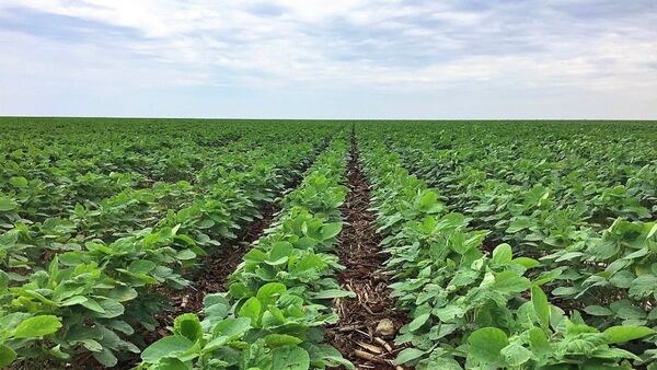 Paraguay: Stone X mantiene proyecciones de producci贸n para campa帽a de soja 2024/25