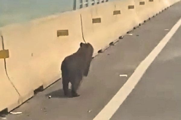 Incendio amenaza fauna y tránsito en peaje de Ypacaraí