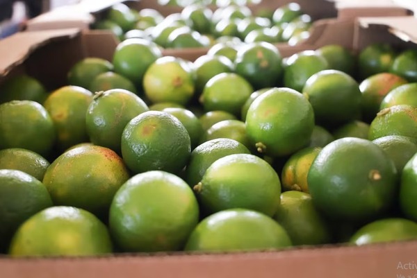 Paraguay concreta primera exportación de limones “Tahiti” a la Argentina - Portal Digital Cáritas Universidad Católica