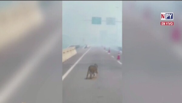 Captan a carpincho huyendo de devastador incendio en Ypacaraí