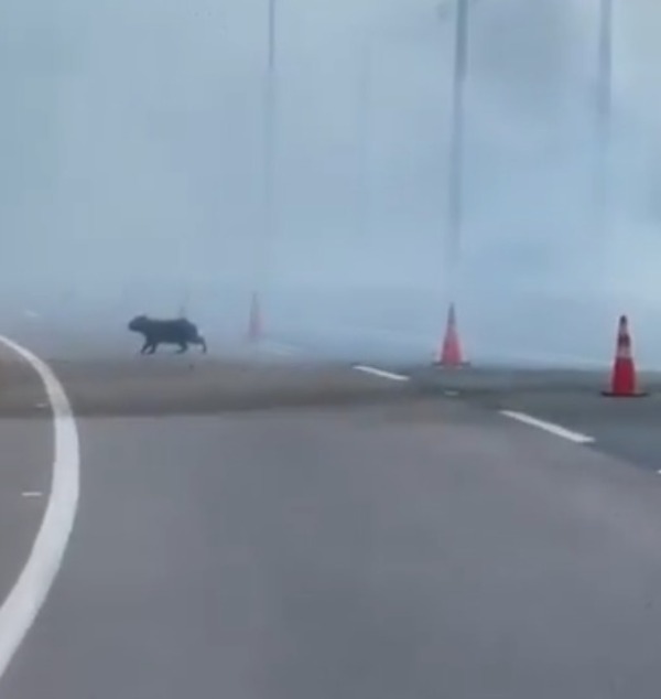 Ypacaraí: se registra un incendio forestal de gran magnitud en la zona del peaje - Unicanal