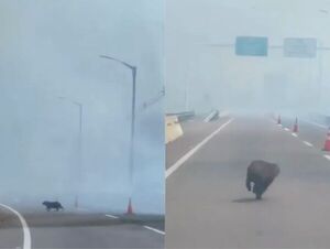 (VIDEO). Se registra un incendio forestal de gran magnitud en Ypacarai