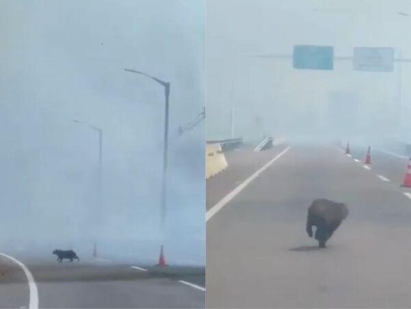 (VIDEO). Se registra un incendio forestal de gran magnitud en Ypacarai