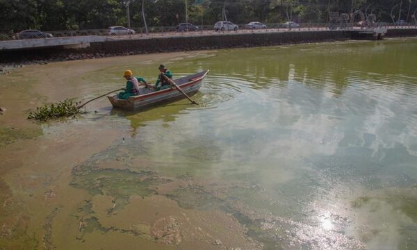 Aumento de temperatura y bajo nivel de agua causan color verdoso del Lago de la República