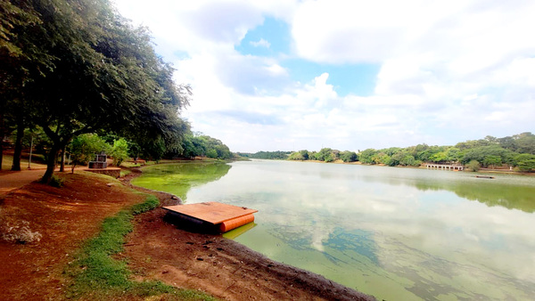 Sequía provoca acumulación de algas en el Lago de la República - La Clave