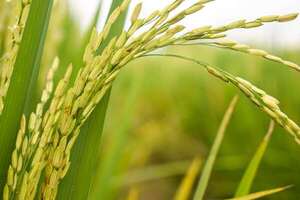 El mercado del arroz y la diversidad de los productos exportados - Negocios - ABC Color