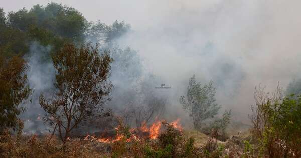 La Nación / Peña encabezará reunión del Consejo Ejecutivo de Emergencia ante aumento de incendios