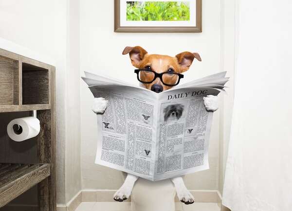 Qué hacer si tu mascota está estreñida: señales de alarma y cambios necesarios en la dieta - Mascotas - ABC Color