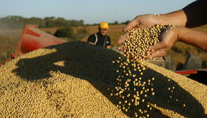 Producci贸n de soja paraguaya super贸 en 2024 por primera vez 11 millones de toneladas