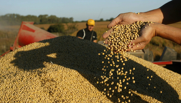 Producci贸n de soja paraguaya super贸 en 2024 por primera vez 11 millones de toneladas