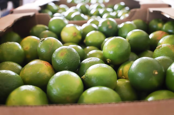 Paraguay envía primera carga de limón tahití al mercado argentino
