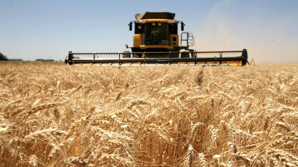 Atraso en los ciclos de cultivo impactó en las áreas de siembra del trigo y la canola - MarketData