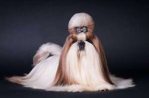 Del Tíbet a nuestros hogares: conocé al perro de raza Shih Tzu - Mascotas - ABC Color