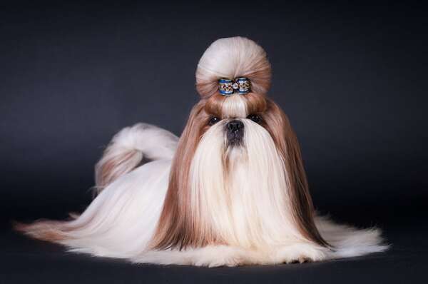 Del Tíbet a nuestros hogares: conocé al perro de raza Shih Tzu - Mascotas - ABC Color