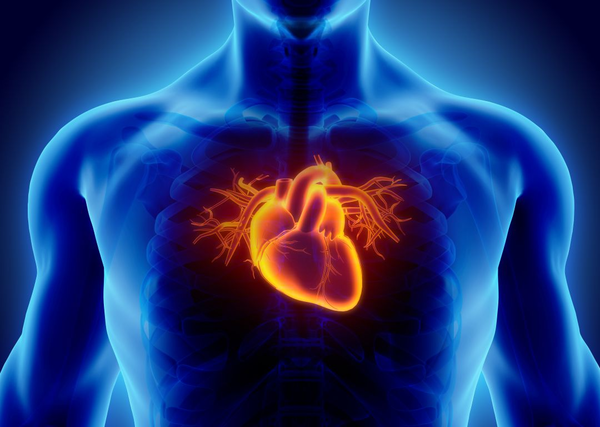 La buena noticia: Descubren evidencias de que el corazón puede regenerarse
