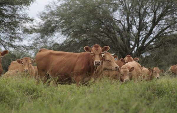 Desafíos de la ganadería ante crisis climática: precios justos y unión de productores, aseguran