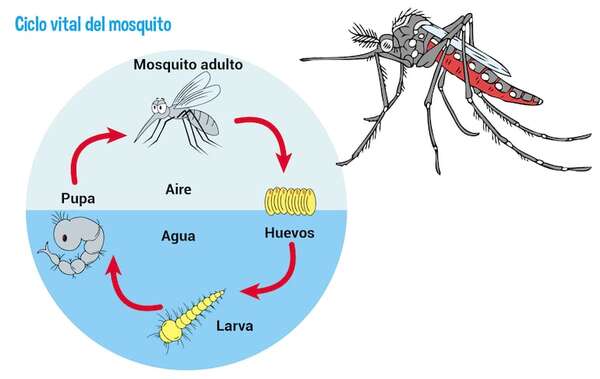 Sin mosquitos no hay dengue - Educación para la Salud Segundo Ciclo - ABC Color