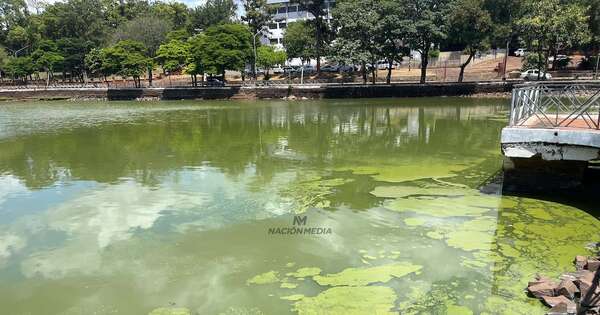 La Nación / Lago de la República está copado de algas a causa de sequía y contaminación