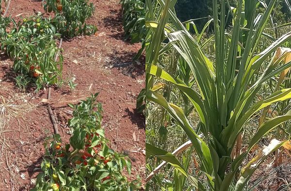 La sequía y el calor excesivo afectan a la agricultura familiar - La Clave