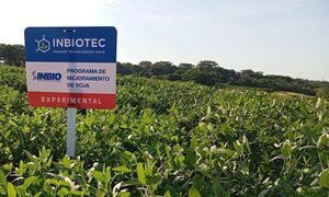 Biotecnología permite el desarrollo de semillas resistentes al estrés hídrico: ¿Qué es y cómo funciona el gen HB4? - MarketData