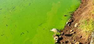 Ciudad del Este: Lago de la República está cada vez más verde: solicitan informes sobre la calidad del agua - ABC en el Este - ABC Color