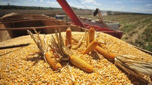 Paraguay dejó de percibir US$ 436 millones por menor exportación de maíz | Agronegocios | 5Días