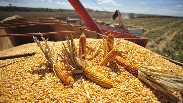 Paraguay dejó de percibir US$ 436 millones por menor exportación de maíz | Agronegocios | 5Días