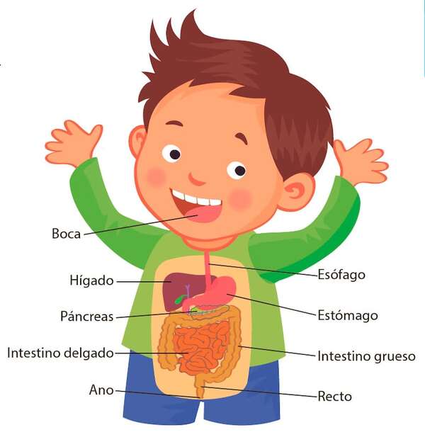Partes del aparato digestivo - Ciencias Naturales Segundo Ciclo - ABC Color