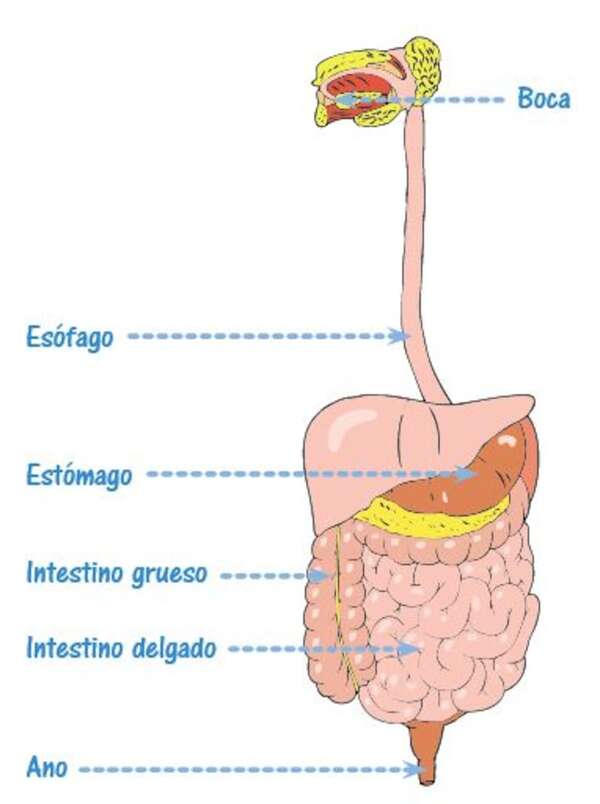 Ejercicios sobre el aparato digestivo - Ciencias Naturales Segundo Ciclo - ABC Color