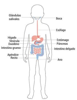 Aparato digestivo: estructura y función - Ciencias Naturales Segundo Ciclo - ABC Color