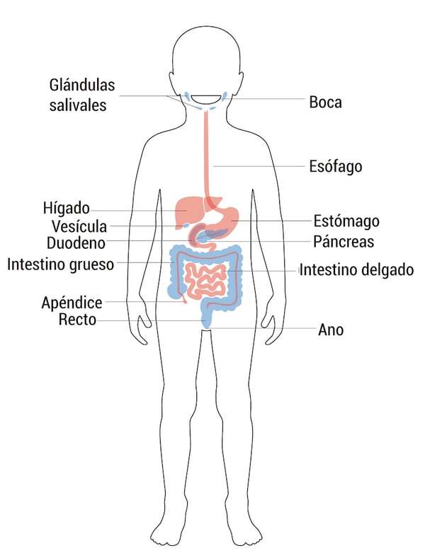 Aparato digestivo: estructura y función - Ciencias Naturales Segundo Ciclo - ABC Color