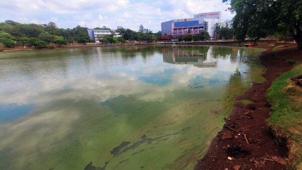 Aumento de algas por sequía tiñe de verde Lago de la República