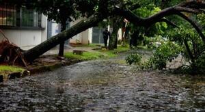 Árboles cayeron y se cortó la luz tras temporal