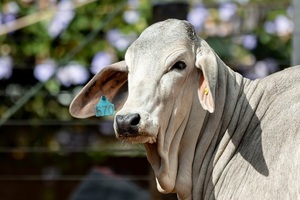 Brahman y sus cruzas en la Tradición Misionera: “Una alternativa muy interesante para la producción actual”